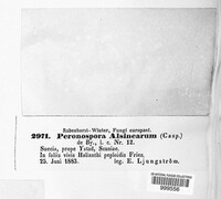 Peronospora alsinearum image